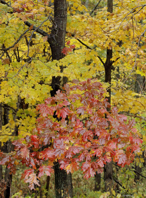 101314bp-fall-color-package-04